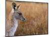 Eastern Grey Kangaroo, Kosciuszko National Park, New South Wales, Australia-Jochen Schlenker-Mounted Photographic Print