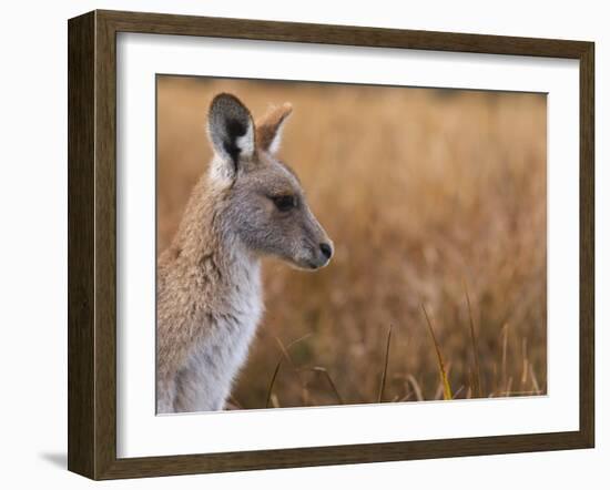 Eastern Grey Kangaroo, Kosciuszko National Park, New South Wales, Australia-Jochen Schlenker-Framed Photographic Print