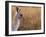 Eastern Grey Kangaroo, Kosciuszko National Park, New South Wales, Australia-Jochen Schlenker-Framed Photographic Print