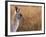 Eastern Grey Kangaroo, Kosciuszko National Park, New South Wales, Australia-Jochen Schlenker-Framed Photographic Print