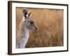 Eastern Grey Kangaroo, Kosciuszko National Park, New South Wales, Australia-Jochen Schlenker-Framed Photographic Print