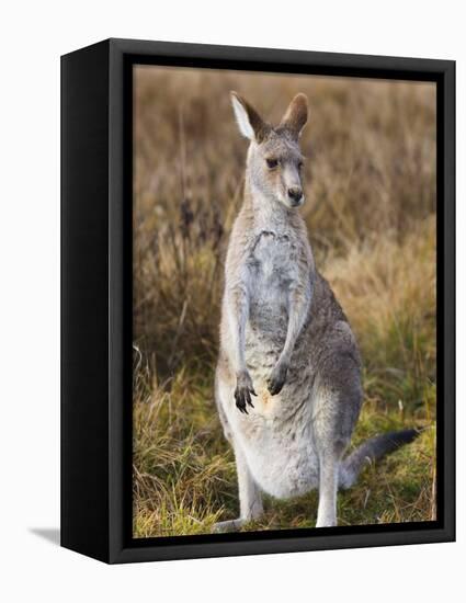 Eastern Grey Kangaroo, Kosciuszko National Park, New South Wales, Australia-Jochen Schlenker-Framed Stretched Canvas