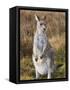 Eastern Grey Kangaroo, Kosciuszko National Park, New South Wales, Australia-Jochen Schlenker-Framed Stretched Canvas