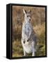 Eastern Grey Kangaroo, Kosciuszko National Park, New South Wales, Australia-Jochen Schlenker-Framed Stretched Canvas