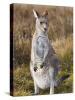 Eastern Grey Kangaroo, Kosciuszko National Park, New South Wales, Australia-Jochen Schlenker-Stretched Canvas