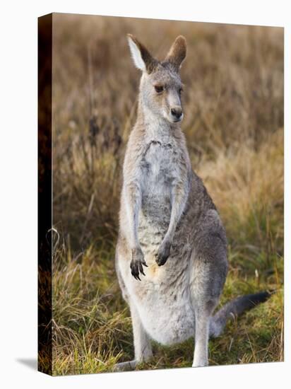 Eastern Grey Kangaroo, Kosciuszko National Park, New South Wales, Australia-Jochen Schlenker-Stretched Canvas