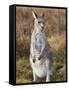 Eastern Grey Kangaroo, Kosciuszko National Park, New South Wales, Australia-Jochen Schlenker-Framed Stretched Canvas