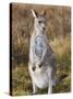 Eastern Grey Kangaroo, Kosciuszko National Park, New South Wales, Australia-Jochen Schlenker-Stretched Canvas