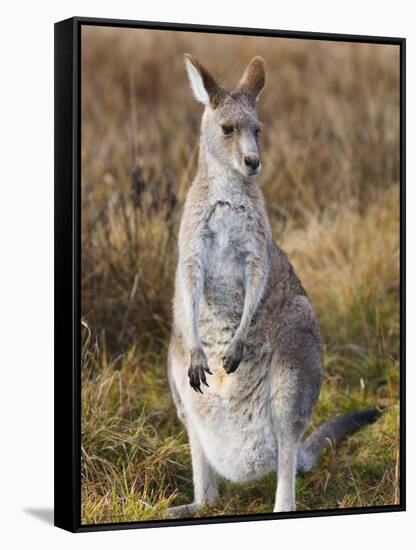 Eastern Grey Kangaroo, Kosciuszko National Park, New South Wales, Australia-Jochen Schlenker-Framed Stretched Canvas