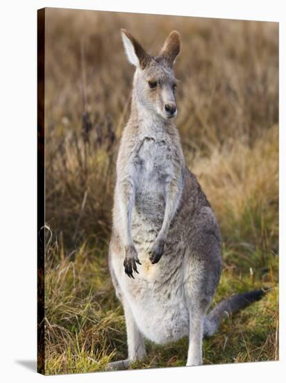 Eastern Grey Kangaroo, Kosciuszko National Park, New South Wales, Australia-Jochen Schlenker-Stretched Canvas