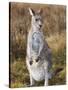 Eastern Grey Kangaroo, Kosciuszko National Park, New South Wales, Australia-Jochen Schlenker-Stretched Canvas