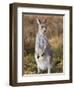 Eastern Grey Kangaroo, Kosciuszko National Park, New South Wales, Australia-Jochen Schlenker-Framed Photographic Print