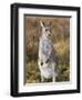 Eastern Grey Kangaroo, Kosciuszko National Park, New South Wales, Australia-Jochen Schlenker-Framed Photographic Print