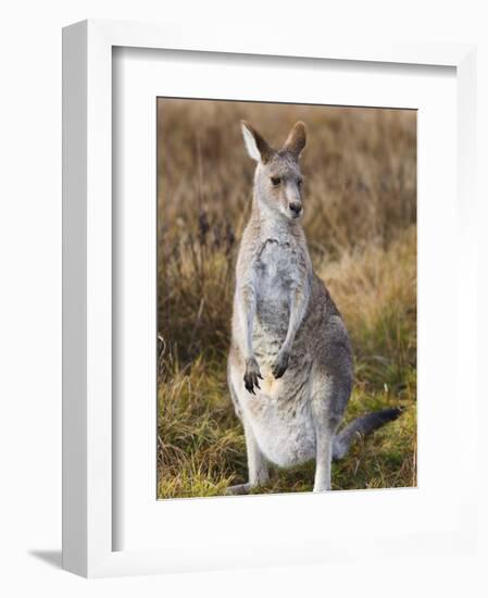 Eastern Grey Kangaroo, Kosciuszko National Park, New South Wales, Australia-Jochen Schlenker-Framed Photographic Print