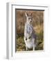 Eastern Grey Kangaroo, Kosciuszko National Park, New South Wales, Australia-Jochen Schlenker-Framed Photographic Print