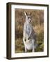 Eastern Grey Kangaroo, Kosciuszko National Park, New South Wales, Australia-Jochen Schlenker-Framed Photographic Print