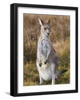 Eastern Grey Kangaroo, Kosciuszko National Park, New South Wales, Australia-Jochen Schlenker-Framed Photographic Print