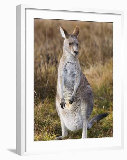 Eastern Grey Kangaroo, Kosciuszko National Park, New South Wales, Australia-Jochen Schlenker-Framed Photographic Print