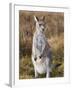 Eastern Grey Kangaroo, Kosciuszko National Park, New South Wales, Australia-Jochen Schlenker-Framed Photographic Print