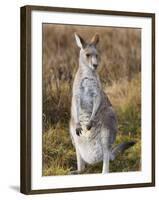 Eastern Grey Kangaroo, Kosciuszko National Park, New South Wales, Australia-Jochen Schlenker-Framed Photographic Print