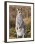 Eastern Grey Kangaroo, Kosciuszko National Park, New South Wales, Australia-Jochen Schlenker-Framed Photographic Print