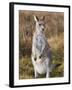 Eastern Grey Kangaroo, Kosciuszko National Park, New South Wales, Australia-Jochen Schlenker-Framed Photographic Print