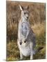 Eastern Grey Kangaroo, Kosciuszko National Park, New South Wales, Australia-Jochen Schlenker-Mounted Photographic Print