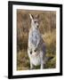 Eastern Grey Kangaroo, Kosciuszko National Park, New South Wales, Australia-Jochen Schlenker-Framed Photographic Print