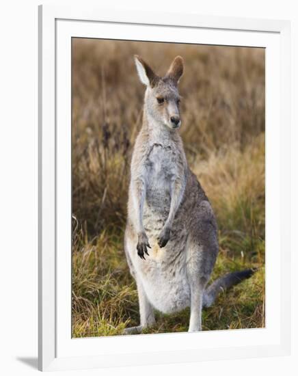 Eastern Grey Kangaroo, Kosciuszko National Park, New South Wales, Australia-Jochen Schlenker-Framed Photographic Print