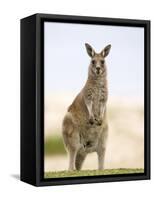 Eastern Grey Kangaroo (Macropus Fuliginosus), Marramarang National Park, New South Wales, Australia-Thorsten Milse-Framed Stretched Canvas