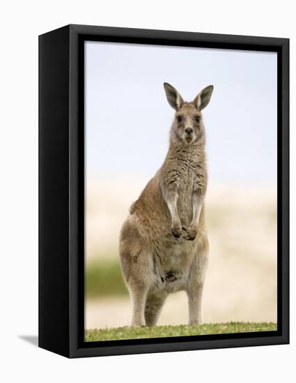 Eastern Grey Kangaroo (Macropus Fuliginosus), Marramarang National Park, New South Wales, Australia-Thorsten Milse-Framed Stretched Canvas