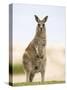 Eastern Grey Kangaroo (Macropus Fuliginosus), Marramarang National Park, New South Wales, Australia-Thorsten Milse-Stretched Canvas