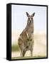Eastern Grey Kangaroo (Macropus Fuliginosus), Marramarang National Park, New South Wales, Australia-Thorsten Milse-Framed Stretched Canvas