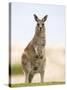 Eastern Grey Kangaroo (Macropus Fuliginosus), Marramarang National Park, New South Wales, Australia-Thorsten Milse-Stretched Canvas