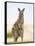 Eastern Grey Kangaroo (Macropus Fuliginosus), Marramarang National Park, New South Wales, Australia-Thorsten Milse-Framed Stretched Canvas