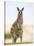 Eastern Grey Kangaroo (Macropus Fuliginosus), Marramarang National Park, New South Wales, Australia-Thorsten Milse-Stretched Canvas