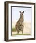 Eastern Grey Kangaroo (Macropus Fuliginosus), Marramarang National Park, New South Wales, Australia-Thorsten Milse-Framed Premium Photographic Print