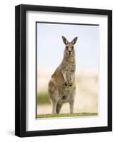 Eastern Grey Kangaroo (Macropus Fuliginosus), Marramarang National Park, New South Wales, Australia-Thorsten Milse-Framed Premium Photographic Print