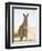 Eastern Grey Kangaroo (Macropus Fuliginosus), Marramarang National Park, New South Wales, Australia-Thorsten Milse-Framed Premium Photographic Print