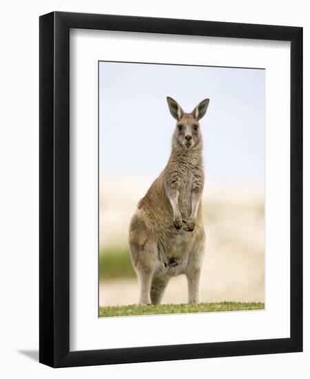 Eastern Grey Kangaroo (Macropus Fuliginosus), Marramarang National Park, New South Wales, Australia-Thorsten Milse-Framed Premium Photographic Print