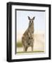 Eastern Grey Kangaroo (Macropus Fuliginosus), Marramarang National Park, New South Wales, Australia-Thorsten Milse-Framed Premium Photographic Print