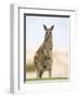 Eastern Grey Kangaroo (Macropus Fuliginosus), Marramarang National Park, New South Wales, Australia-Thorsten Milse-Framed Premium Photographic Print