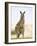 Eastern Grey Kangaroo (Macropus Fuliginosus), Marramarang National Park, New South Wales, Australia-Thorsten Milse-Framed Photographic Print