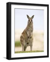 Eastern Grey Kangaroo (Macropus Fuliginosus), Marramarang National Park, New South Wales, Australia-Thorsten Milse-Framed Photographic Print