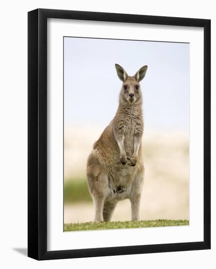 Eastern Grey Kangaroo (Macropus Fuliginosus), Marramarang National Park, New South Wales, Australia-Thorsten Milse-Framed Photographic Print