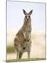 Eastern Grey Kangaroo (Macropus Fuliginosus), Marramarang National Park, New South Wales, Australia-Thorsten Milse-Mounted Photographic Print