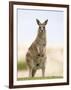 Eastern Grey Kangaroo (Macropus Fuliginosus), Marramarang National Park, New South Wales, Australia-Thorsten Milse-Framed Photographic Print