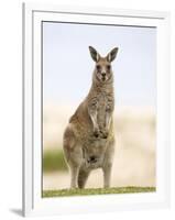 Eastern Grey Kangaroo (Macropus Fuliginosus), Marramarang National Park, New South Wales, Australia-Thorsten Milse-Framed Photographic Print