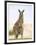 Eastern Grey Kangaroo (Macropus Fuliginosus), Marramarang National Park, New South Wales, Australia-Thorsten Milse-Framed Photographic Print