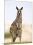 Eastern Grey Kangaroo (Macropus Fuliginosus), Marramarang National Park, New South Wales, Australia-Thorsten Milse-Mounted Photographic Print